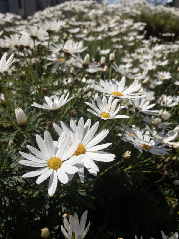 yuca先生の「パターン展開でバリエーションを楽しむスカート」の写真が好き