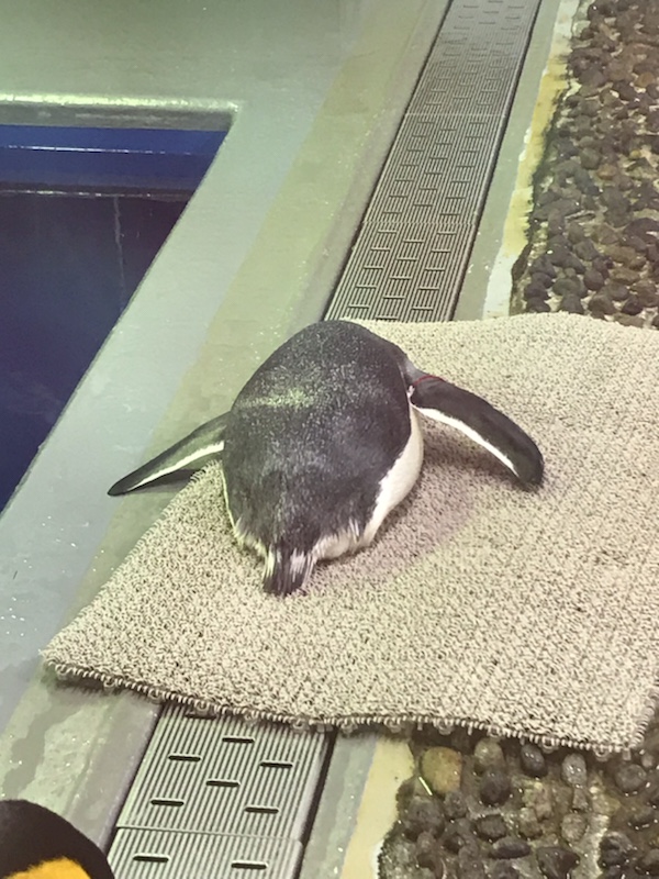 えちぜん松島水族館とぺんぎんのしっぽ