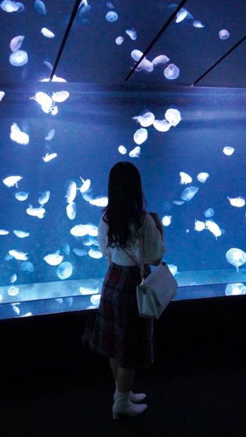 ビルとペリカン